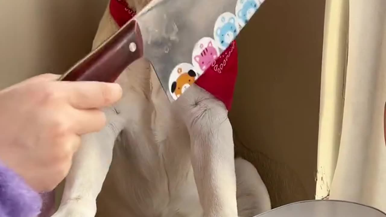 Dog is very smart you don't want to hurt himself