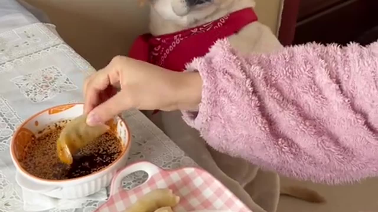 Raising a Picky Eater Dog: Tips and Tricks for Getting Your Furry Friend to Eat