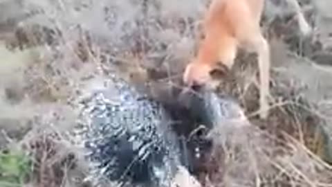 Boergreyhound vs Porcupine