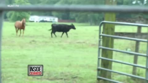 Farmer Shocked When Cow Gives Birth to Two-Faced Calf