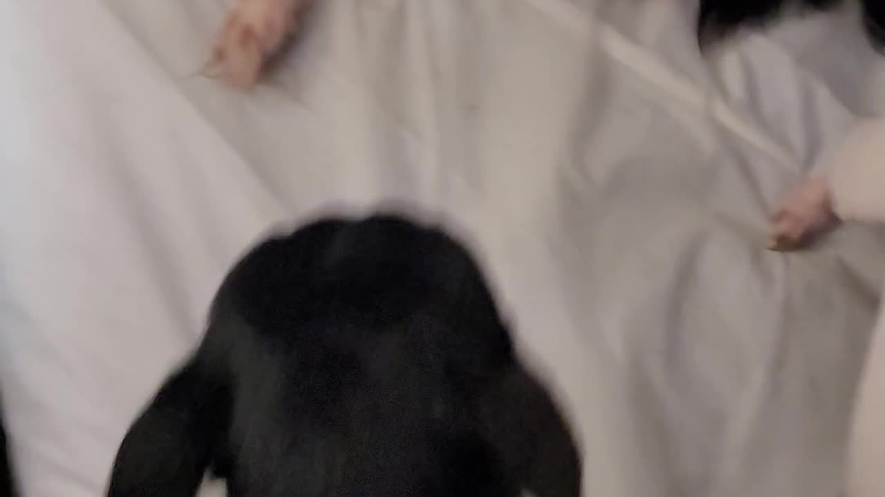 Chihuahua dose Friday