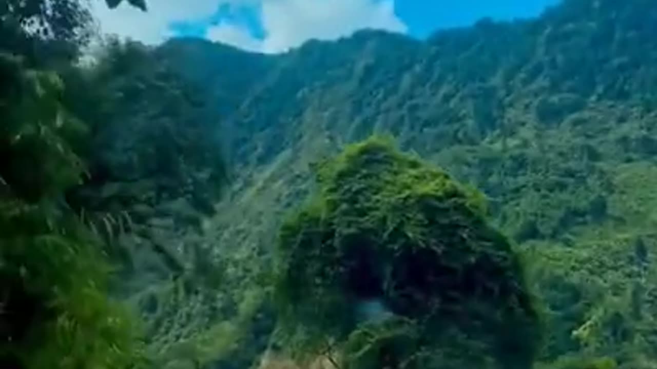 Beautiful Nature video || explore with nature || Nature Lover || stay wild with nature ❣️ || #shorts