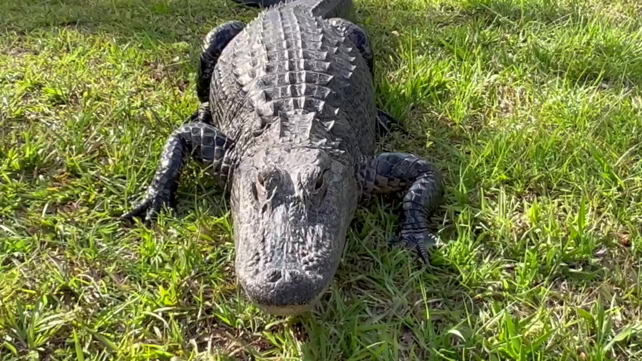Alligator Refuses to Go!