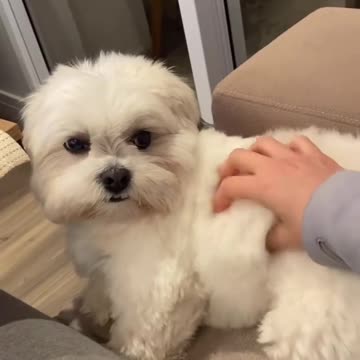 Cute dog massage from owner