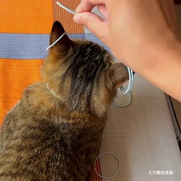 Try this with your cat