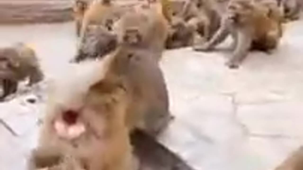 Best Funny Animal Videos | Funniest Animal videos!!!