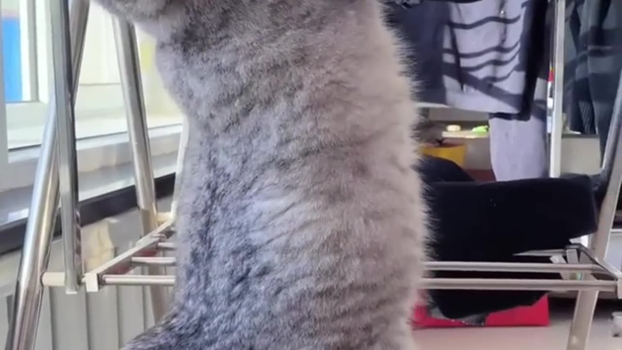 New funny cats viral#