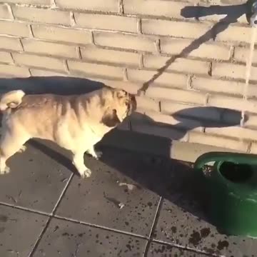 Oh dear! Someone’s been visually fooled! 😂