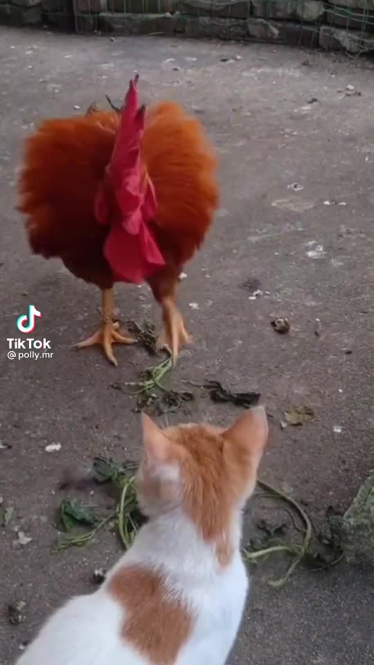 🐔 - 🐔 - Chickens Can Become Pets Funny And Cute Chicken Videos