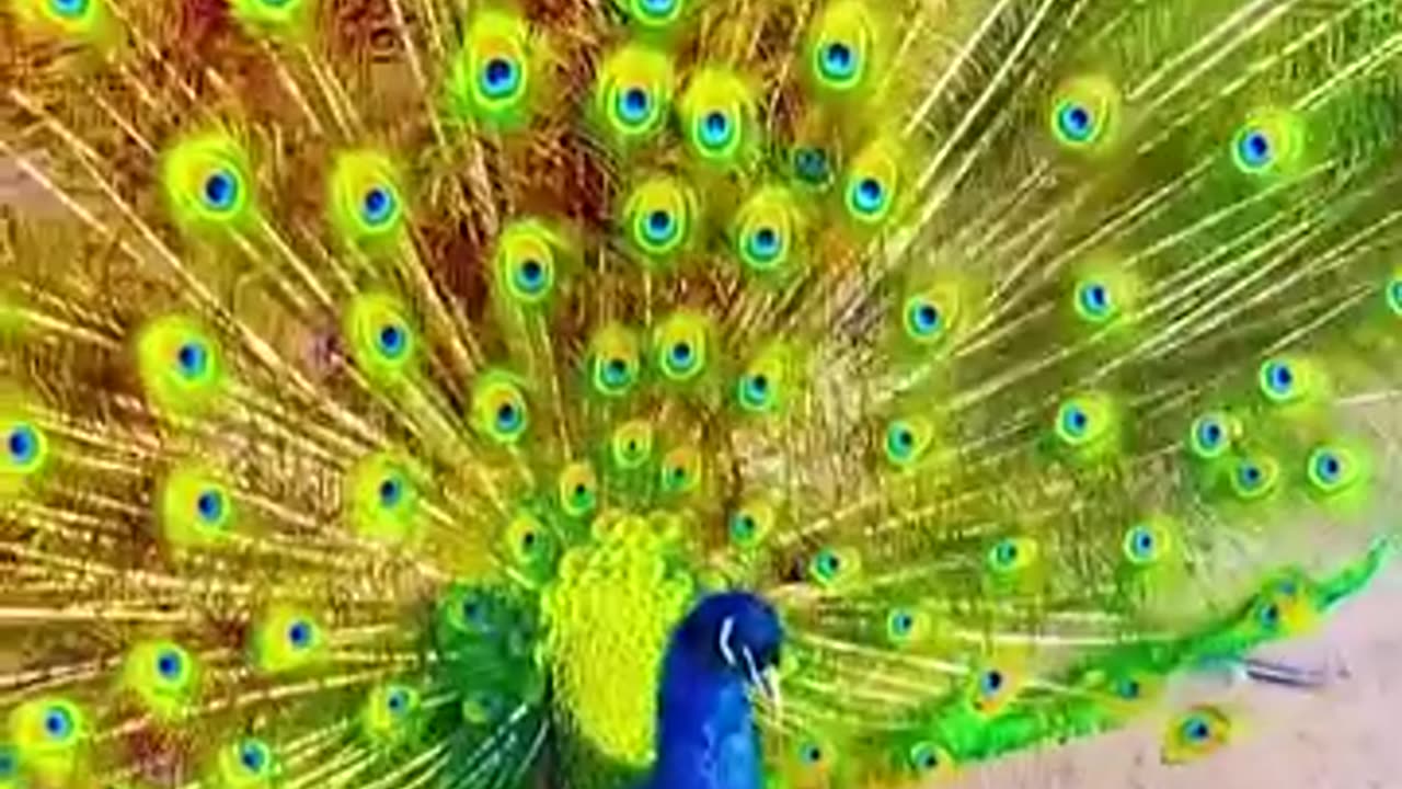 Gorgeous Peacock widely opening it's feathers 🦚