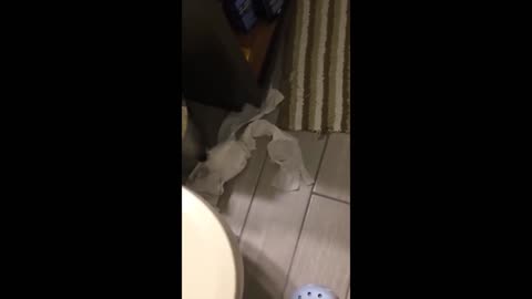 Funny Dog Destroy House