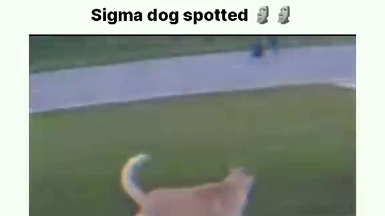 Sigma _dog spotted