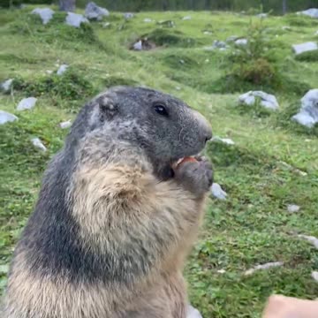 A cute Marmot feels hungry after 30 mint eating