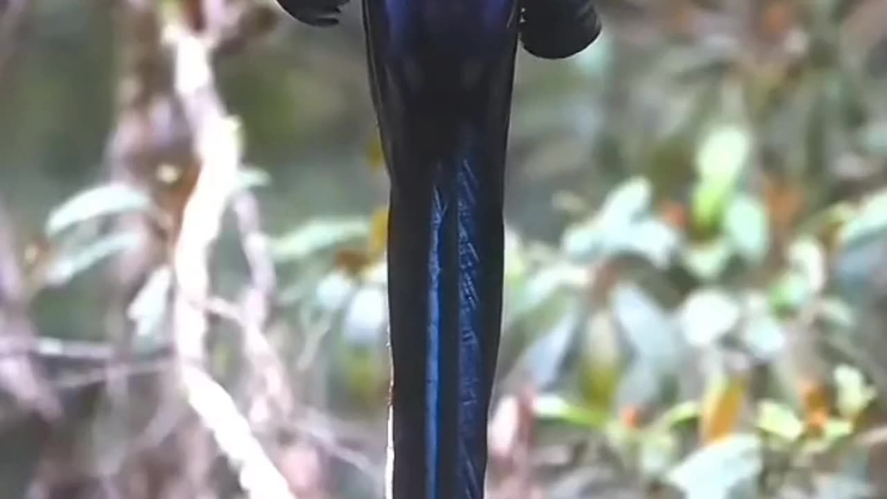 Amazing video, back bird's