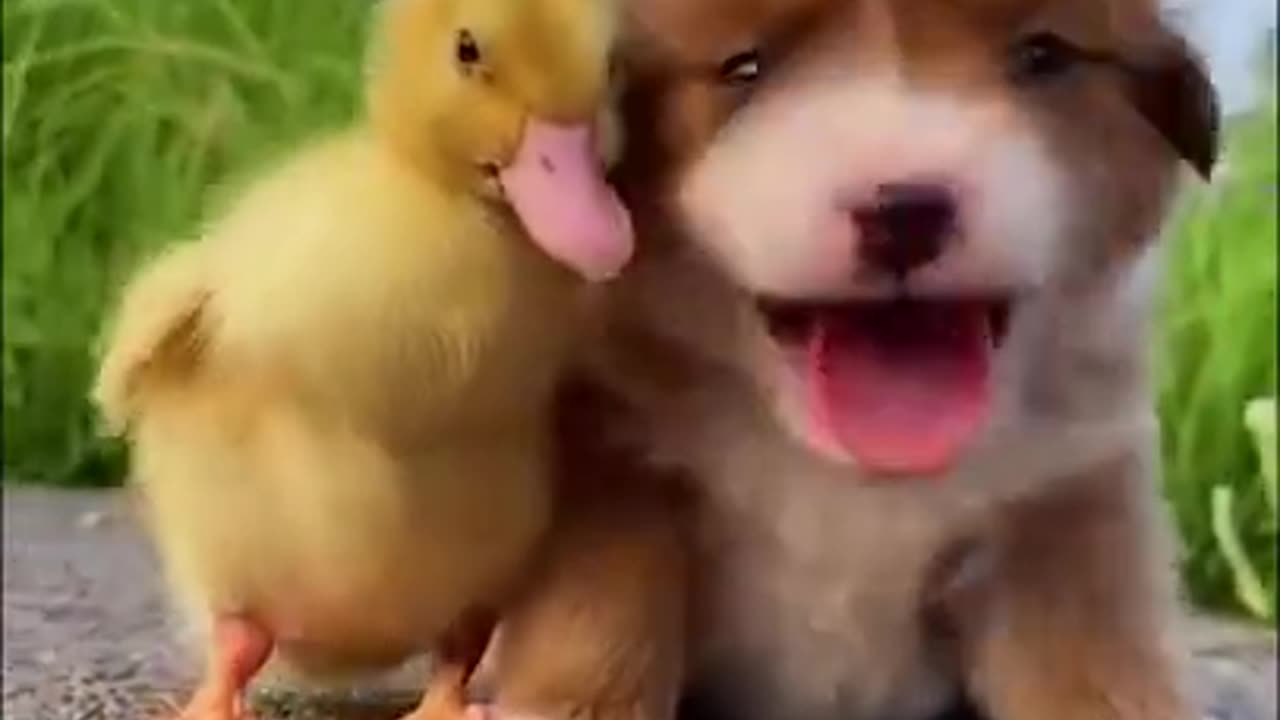 funny animals.10. #funny_animal_videos #funny_animals #funny_moment