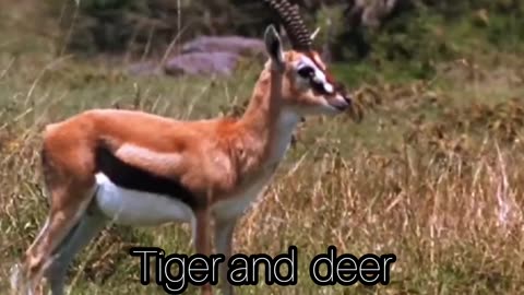 Tiger with deer ll tiger animal ll animals 2023 new video ll tiger new video