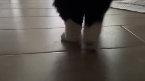 A cat stomping in place