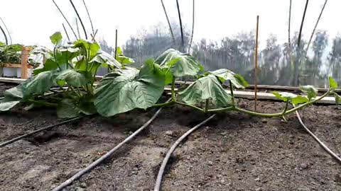 Timelapse _ From seed to 600kg Giant Pumpkin