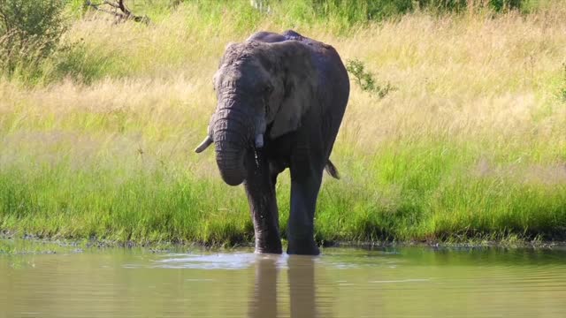 elephant drinking water