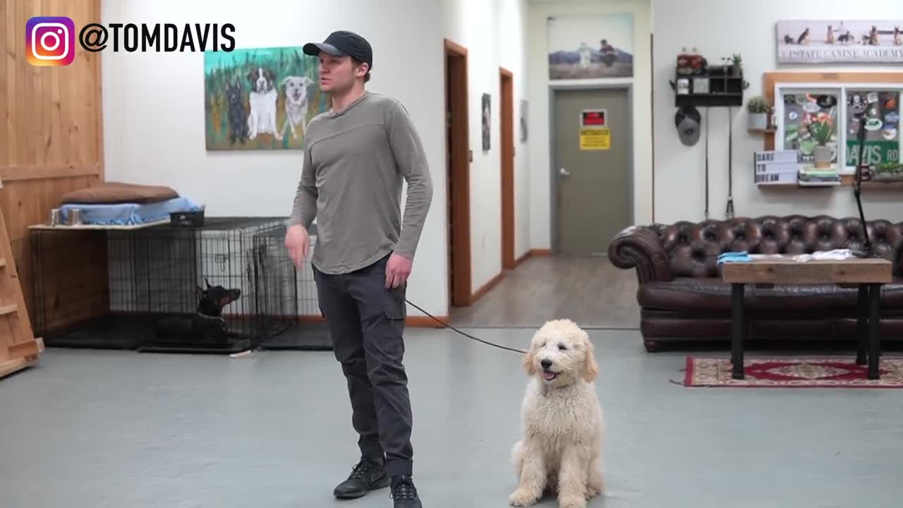 Teach ANY dog to walk nice on the leash | 5 MINUTE DOG TRAINING RESULTS!