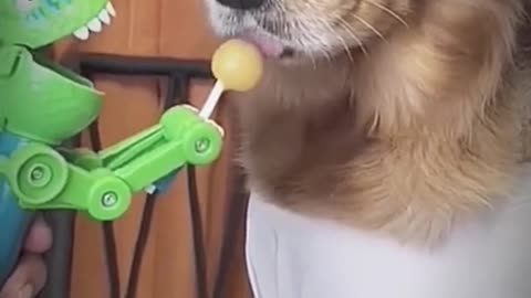 Funny Dog