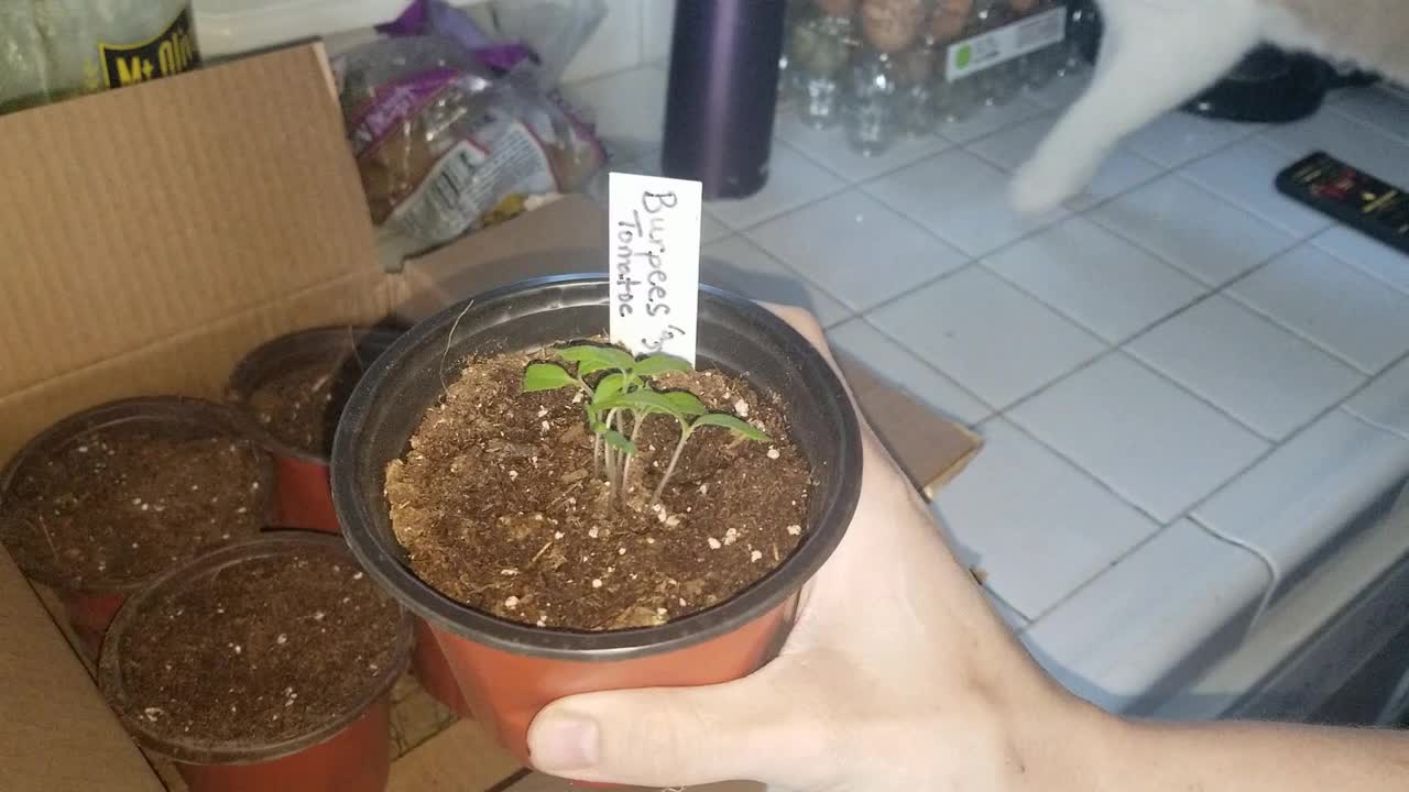 No Dig Garden In A Seedling Pot, The Experiment: Part 1 #NoDigGarden #SproutingSeeds