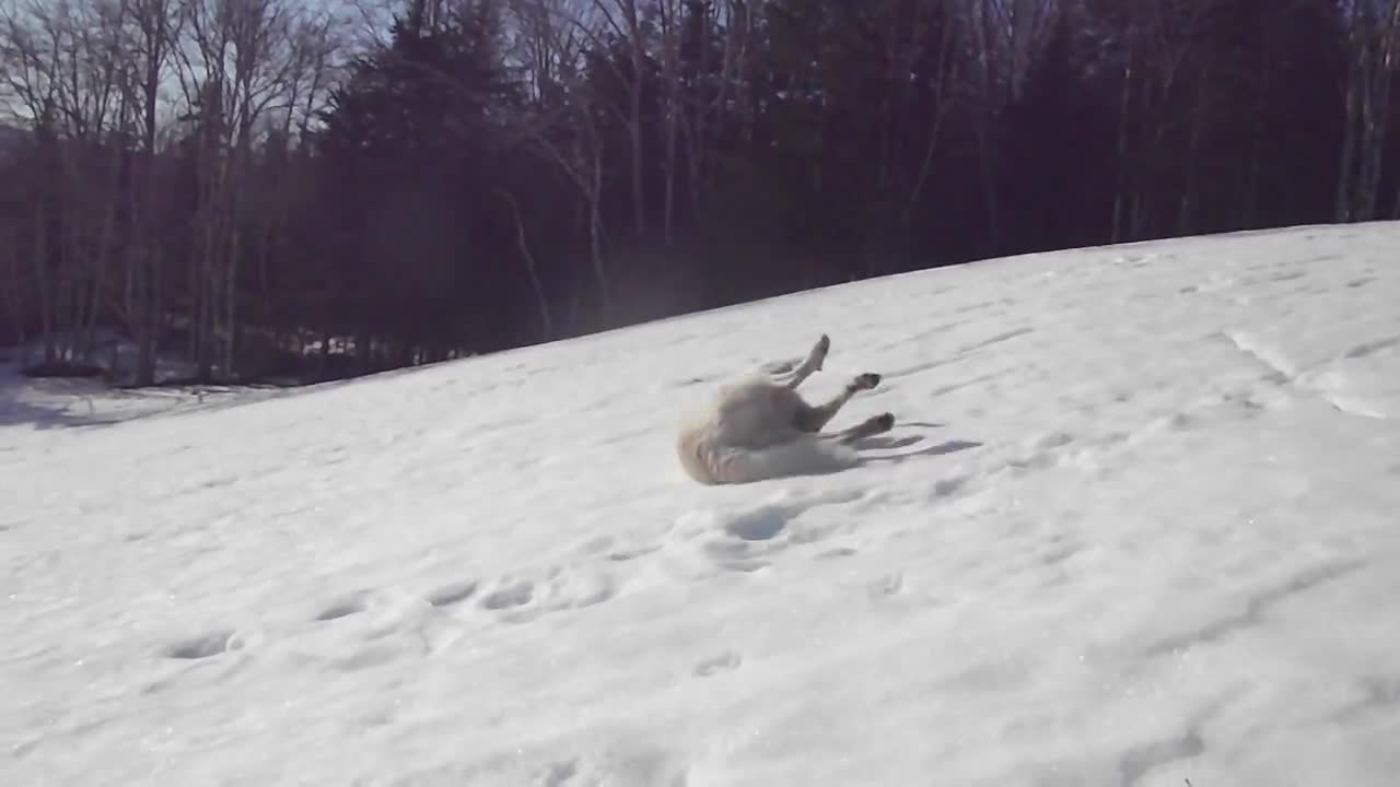 Guard dog takes a break to go sledding!