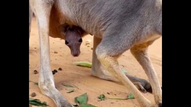 Have you seen the baby kangaroo?