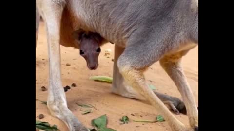 Have you seen the baby kangaroo?