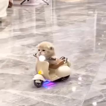 funny animals #cat #dog