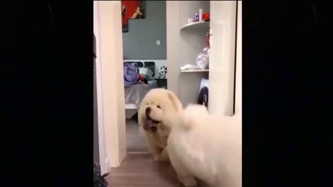 Funny cute cats and dogs