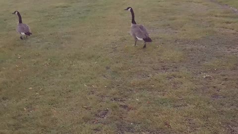 Fly away Peter