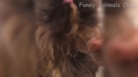 🤣 Funniest 😻Cats And 🐶 Dogs - Try Not To Laugh - Funny Pet Animals 🤣