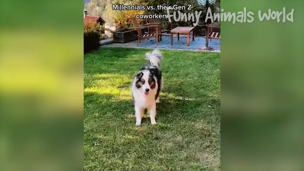 funny animal videos 2023