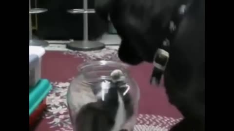 funny cat vs dog video