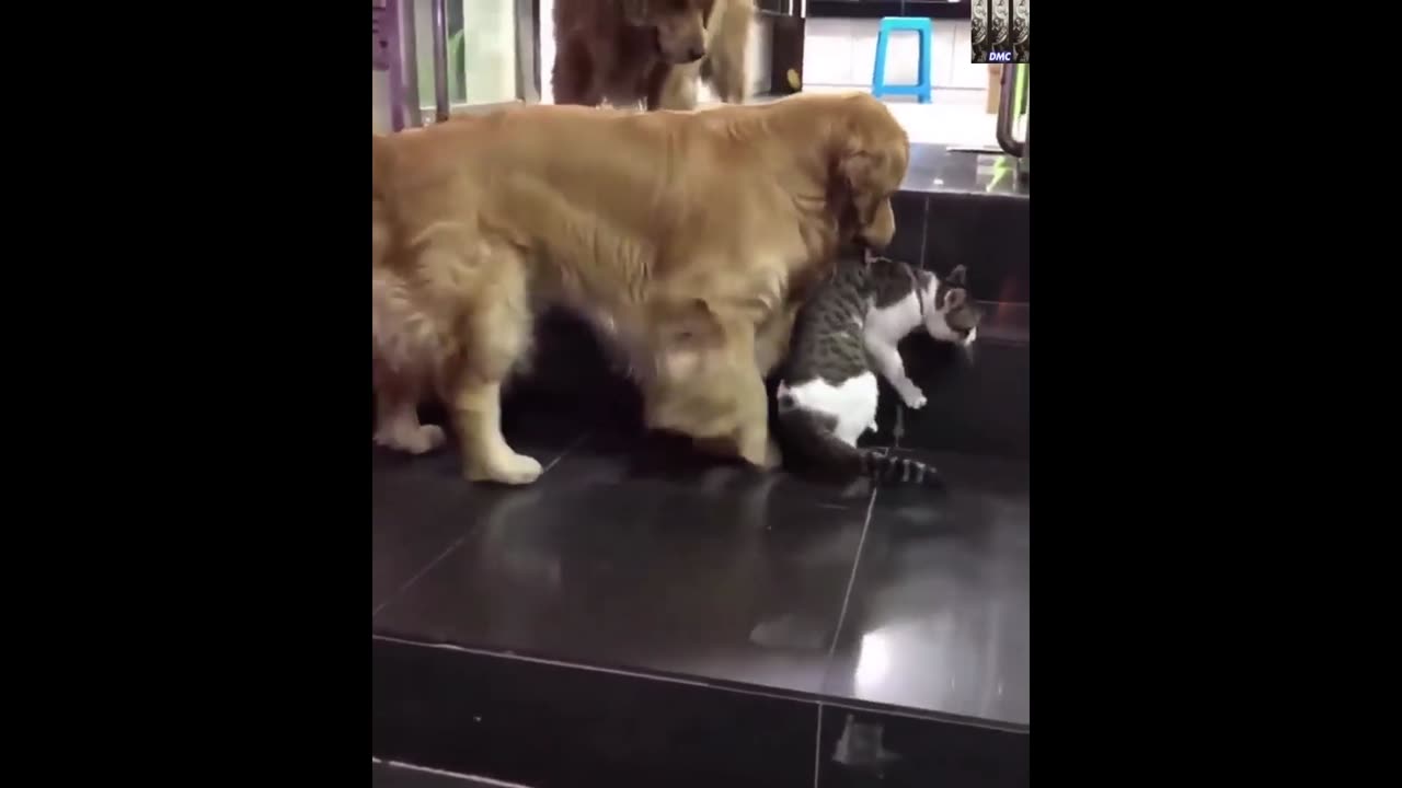 Golden Retriever retrieves cat friend from an argument.