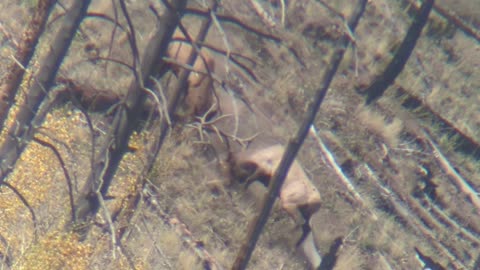 Rutting Bull Elks Spar With Each Other