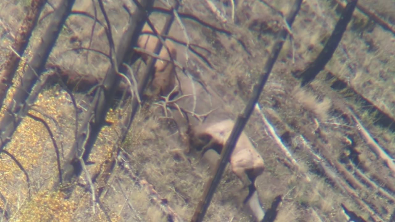 Rutting Bull Elks Spar With Each Other