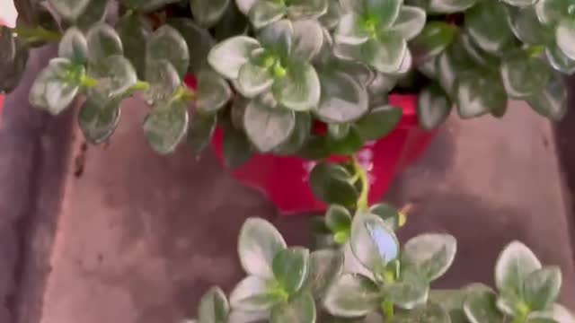 bunch of tiny holly flowers