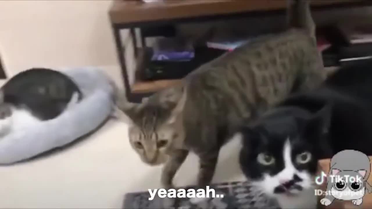 Cats talking !! these cats can speak english better than hooman