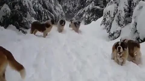 Dogs vs forest