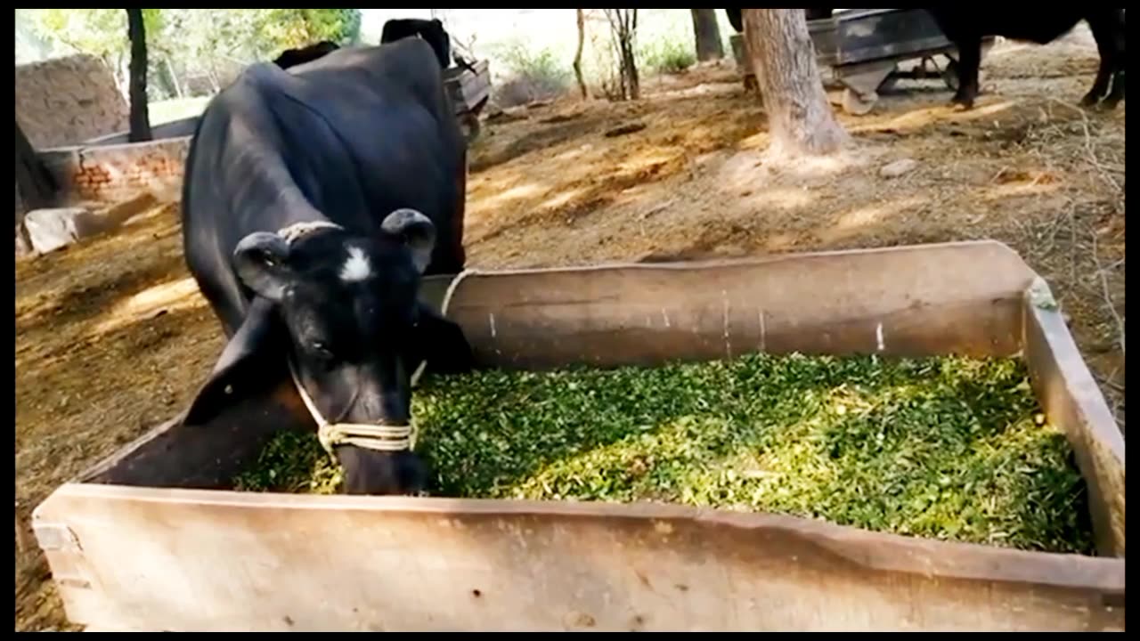 Animal eating