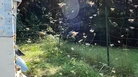 SlowMo bee colony 🐝❤️