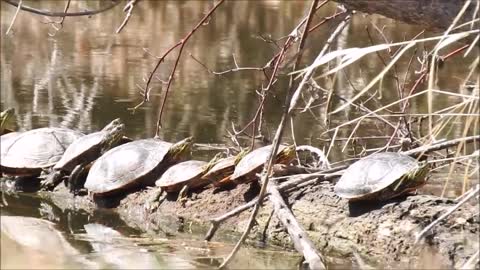 How many Turtles Can Fit On A Log