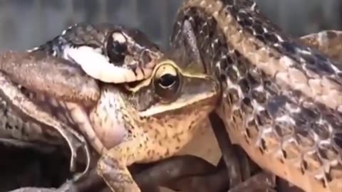 Fight of snack and frog