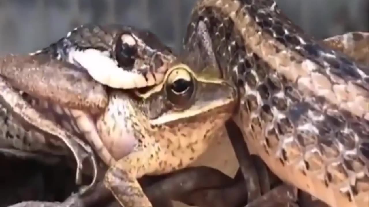 Fight of snack and frog