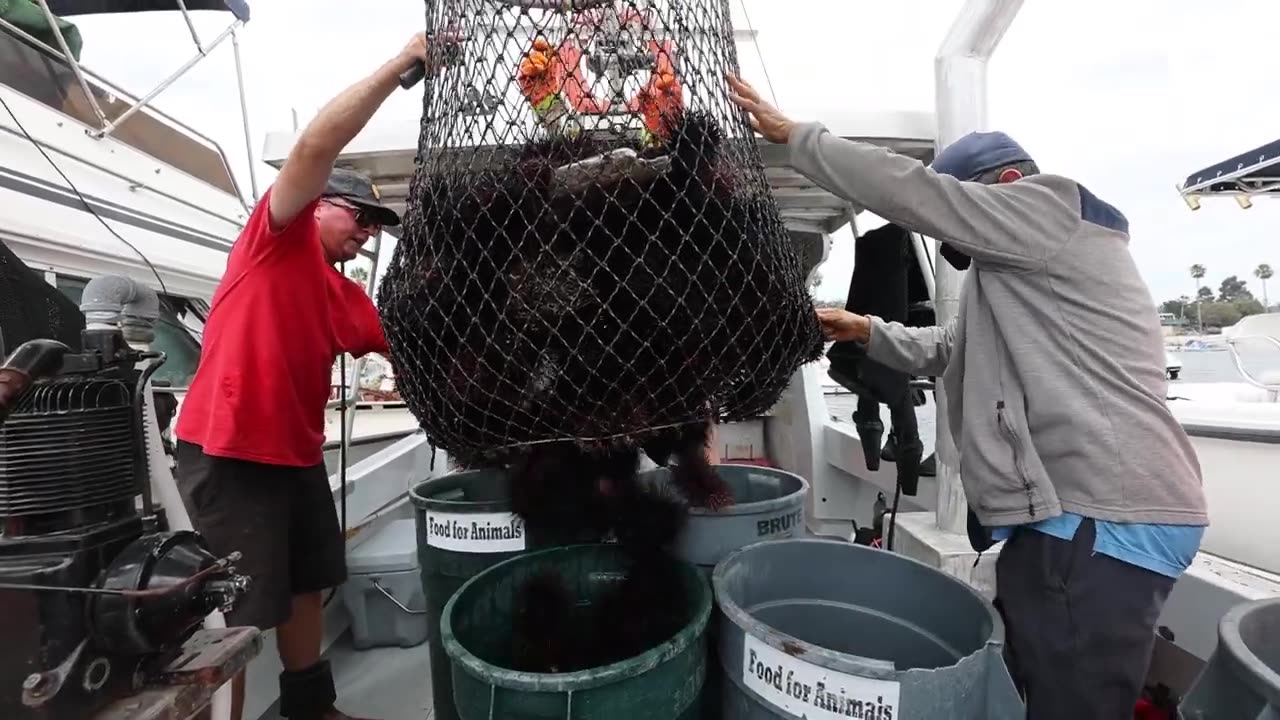 Serchine for urchin:socal divers face warming waters that drive urchines to deep water today usa