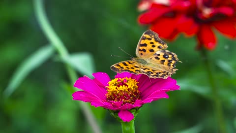 Butterflies are on the flowers.