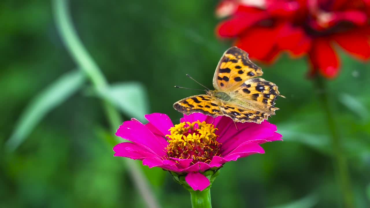 Butterflies are on the flowers.