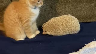 Hedgehog's Quills Make Kitten Jump